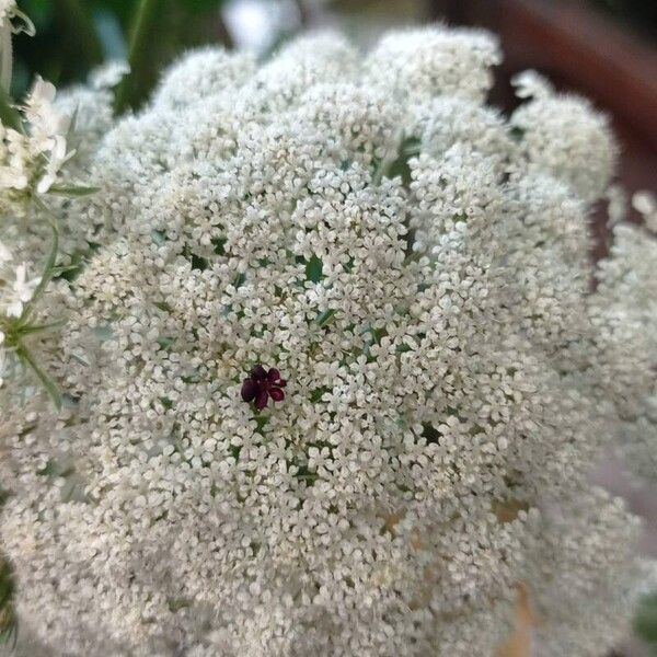 Daucus carota Цвят