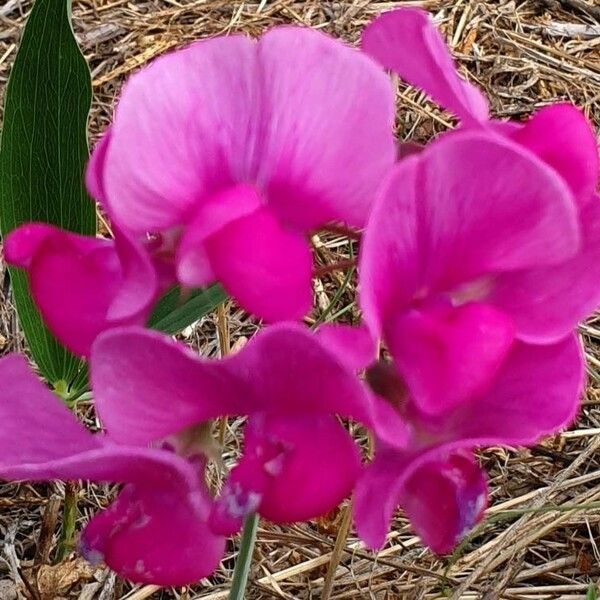 Lathyrus latifolius Flower