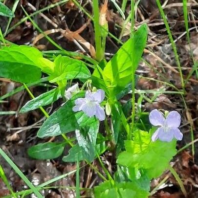 Viola elatior പുഷ്പം