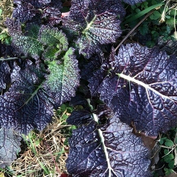 Brassica juncea Blad