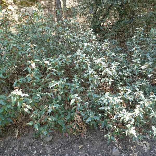 Cistus laurifolius Кора