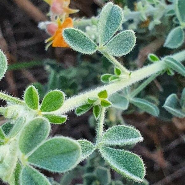 Crotalaria emarginella Leaf
