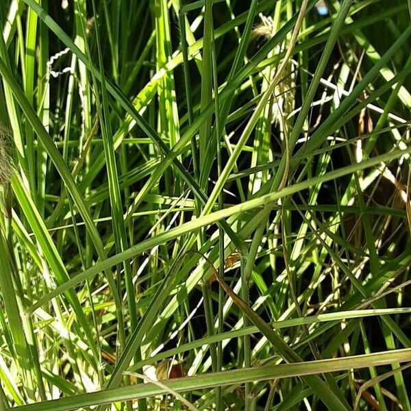 Cenchrus orientalis Leaf