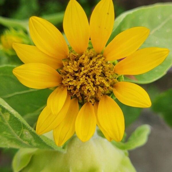 Helianthus mollis Flor