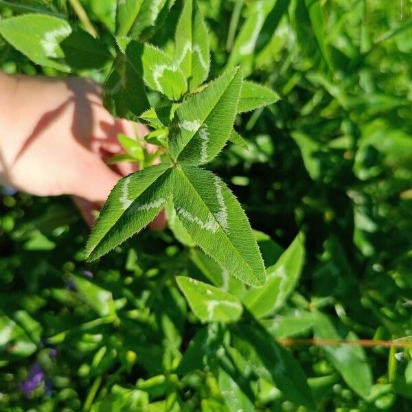 Trifolium vesiculosum 叶