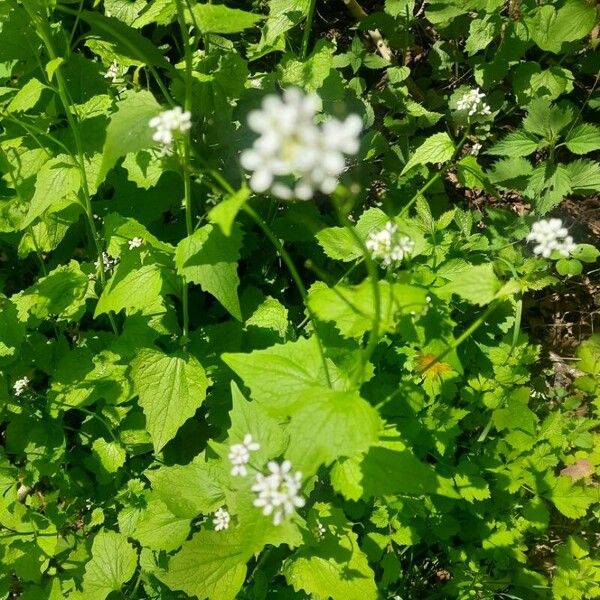 Alliaria petiolata Žiedas