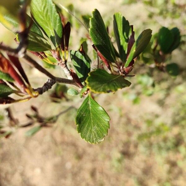 Cercocarpus montanus Foglia