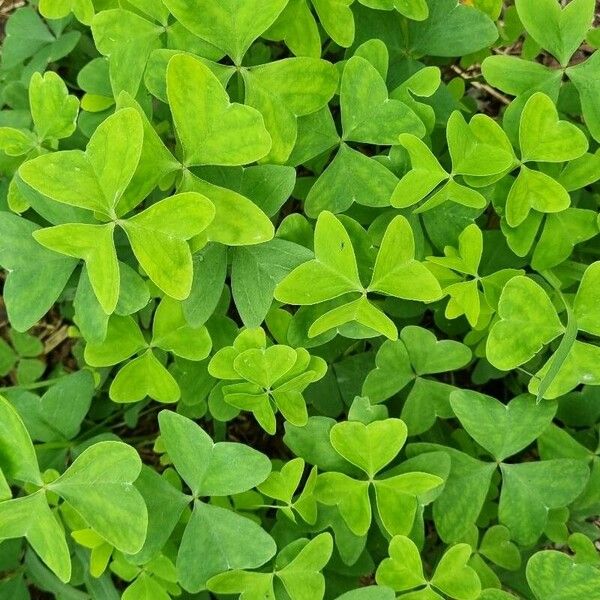 Oxalis latifolia Habitat