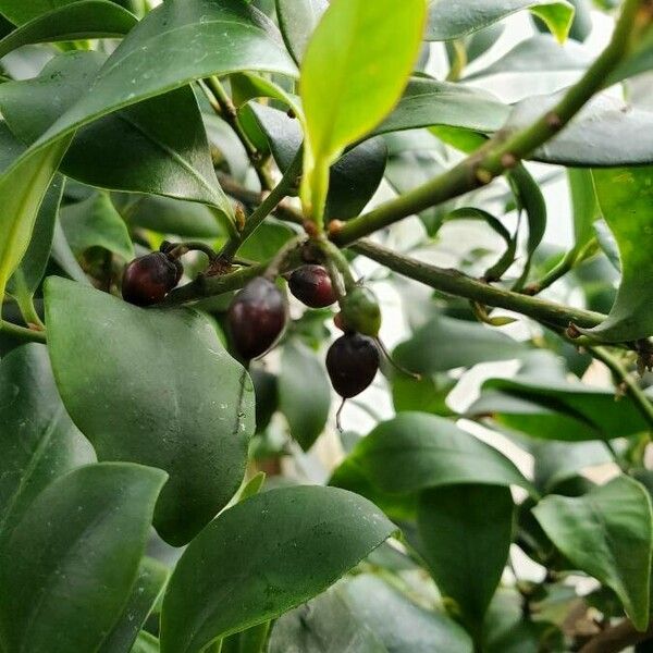 Cleyera japonica Fruchs