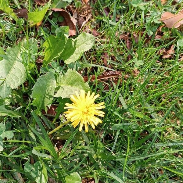 Taraxacum mattmarkense 花