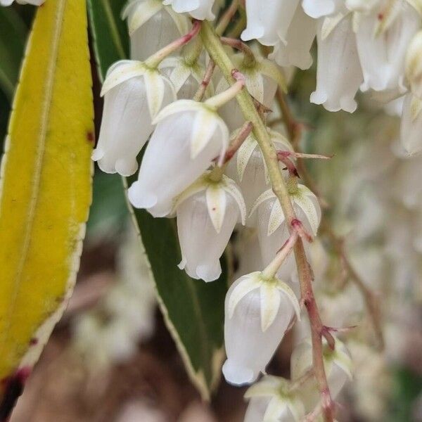 Pieris japonica Žiedas