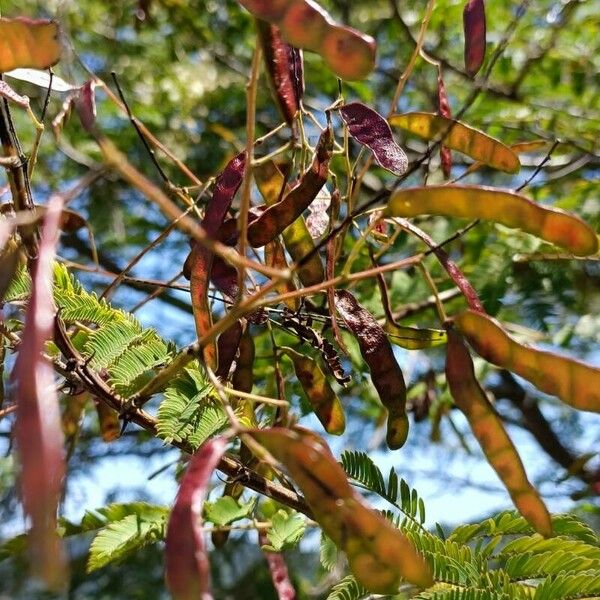 Leucaena leucocephala Vili