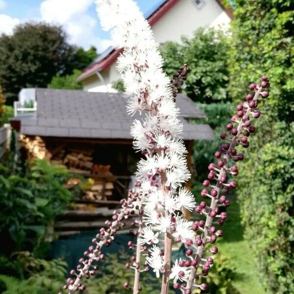 Actaea racemosa Blodyn