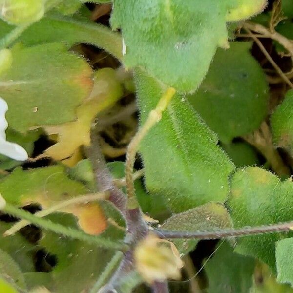 Arabis caucasica Bark