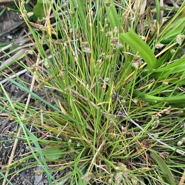 Isolepis setacea Λουλούδι