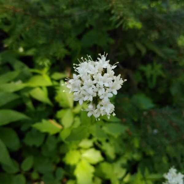 Valeriana sitchensis പുഷ്പം