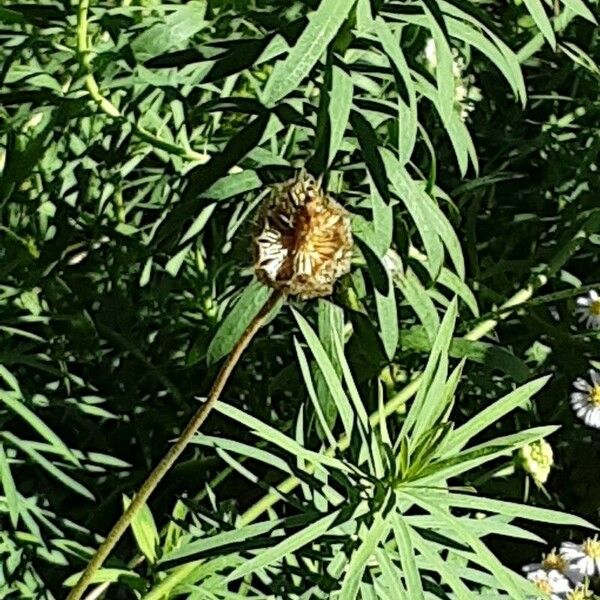 Scabiosa ochroleuca Froito