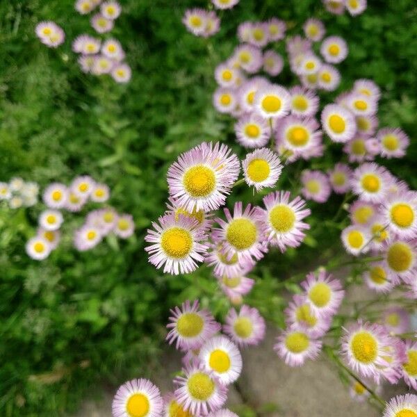 Erigeron philadelphicus Flower