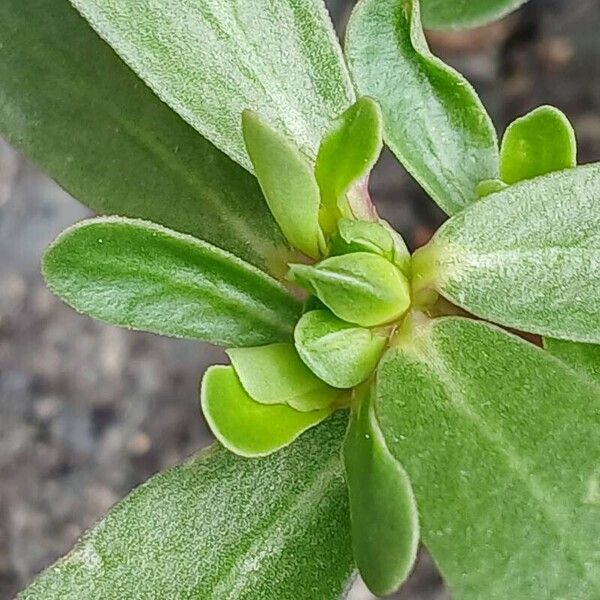 Portulaca oleracea Other