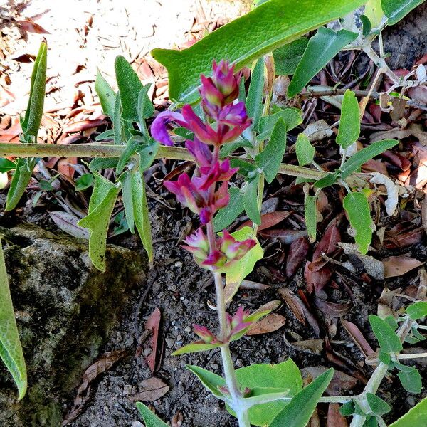 Salvia canariensis Cvet