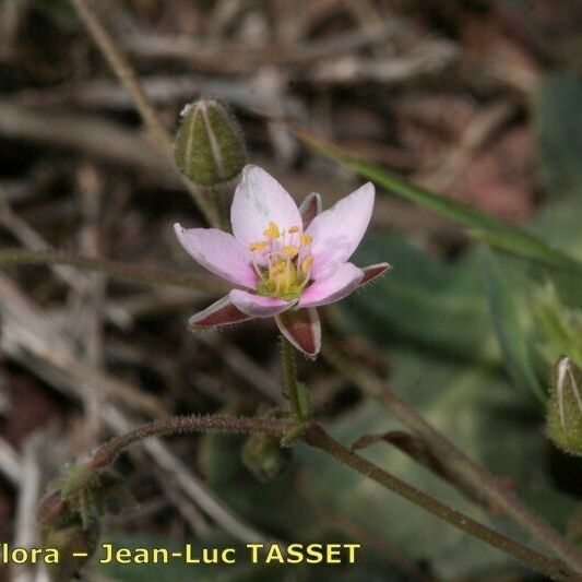 Rhodalsine geniculata Flower