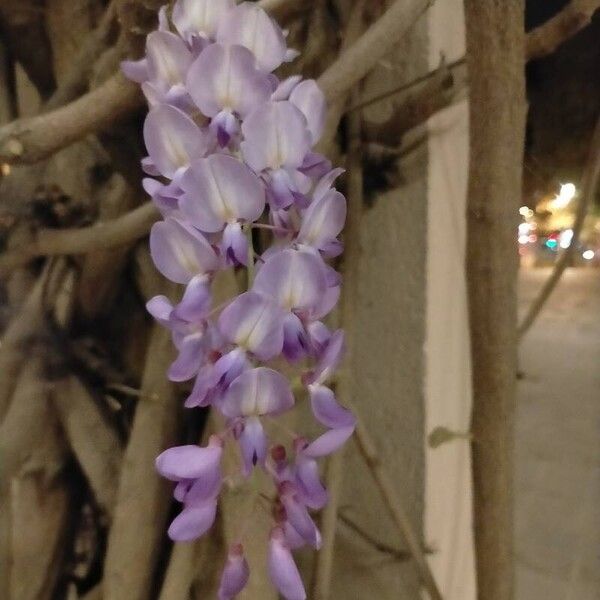 Wisteria sinensis Flower