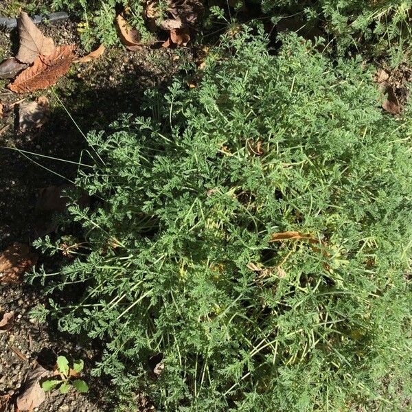 Erodium glandulosum Листок