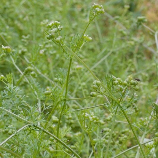 Bifora testiculata Други