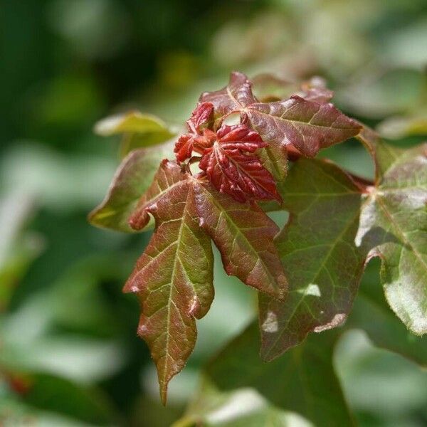 Acer campestre Ліст