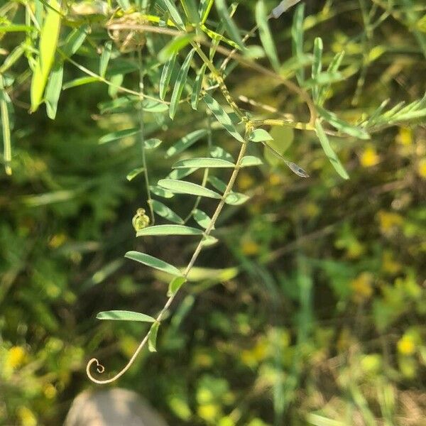 Vicia monantha Folla