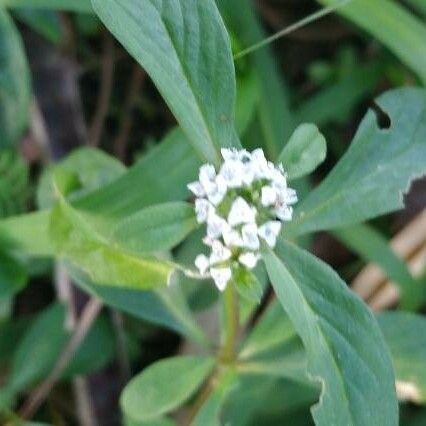 Mitracarpus hirtus Flor