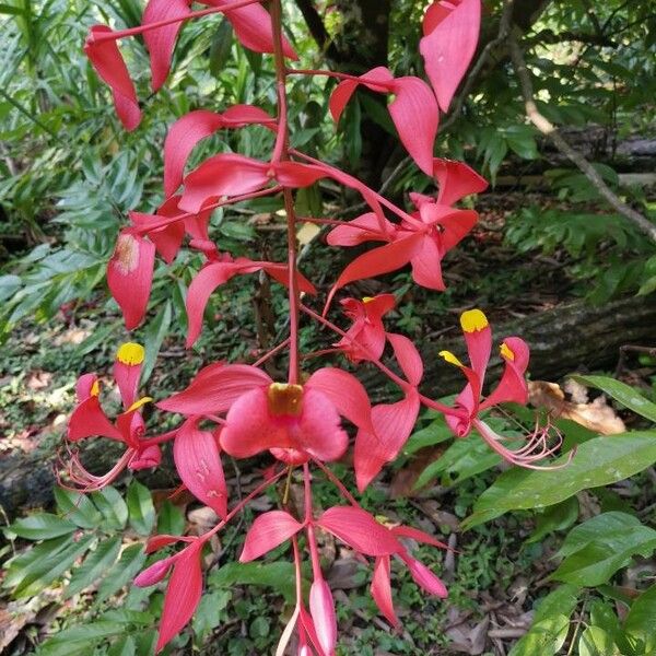 Amherstia nobilis Bloem