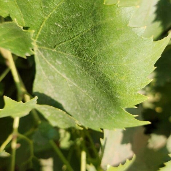 Vitis labrusca Leaf