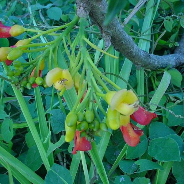 Castanospermum australe ফুল