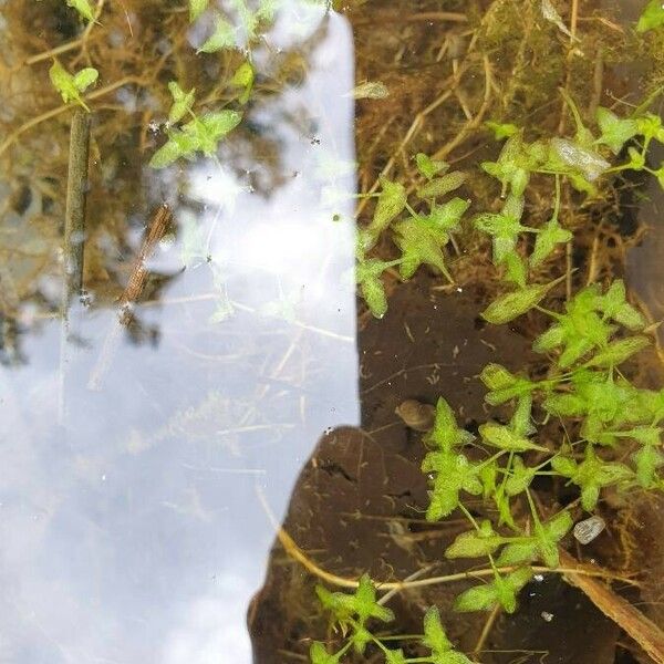 Lemna trisulca Leaf