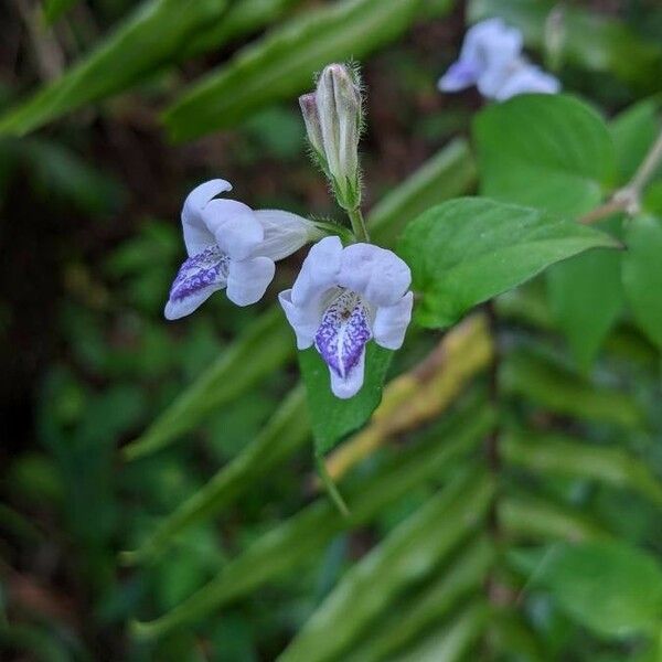 Asystasia gangetica Flower