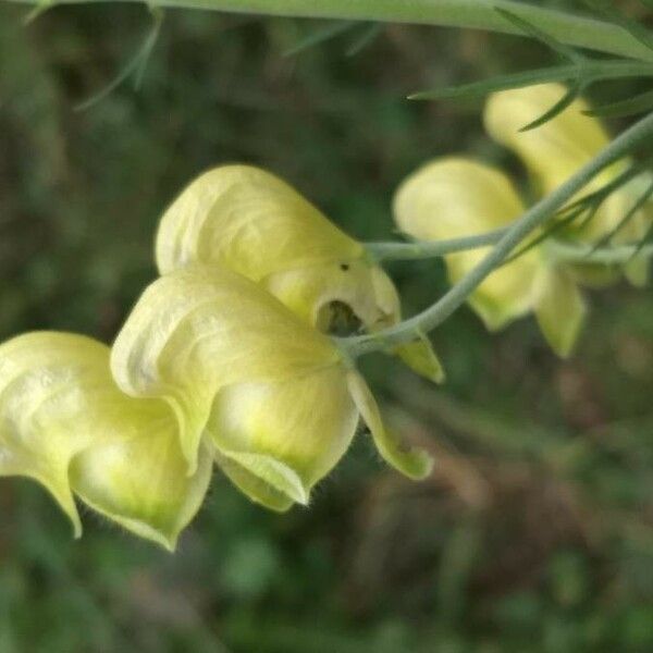 Aconitum anthora Květ