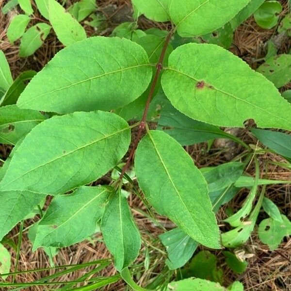 Diervilla lonicera ഇല