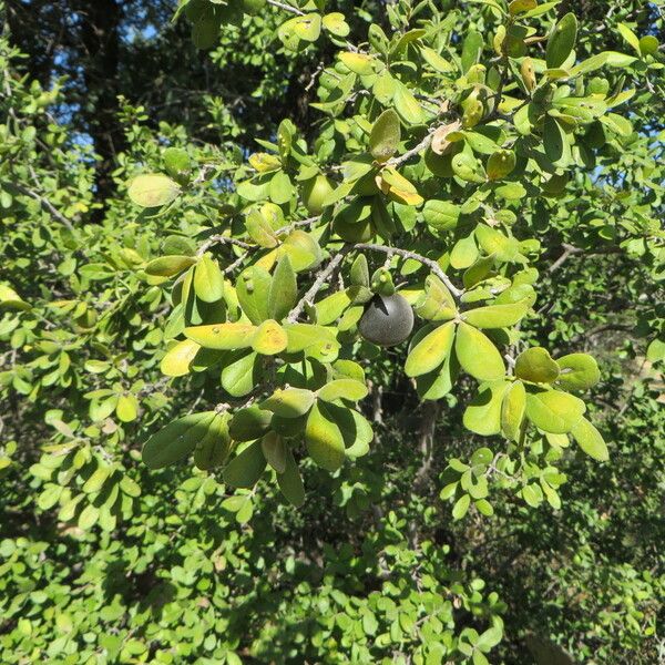 Diospyros texana Habit