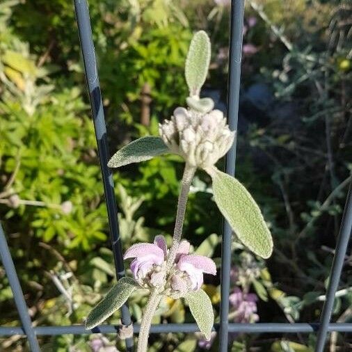 Phlomis purpurea 花