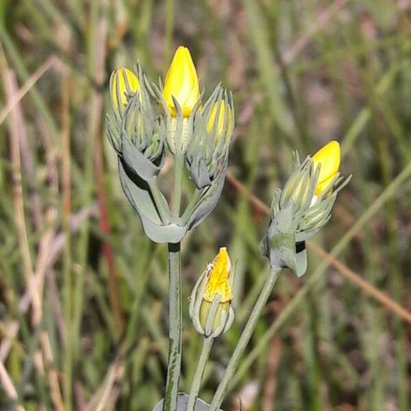 Blackstonia perfoliata 花