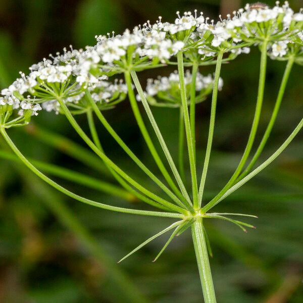 Bunium bulbocastanum Flower