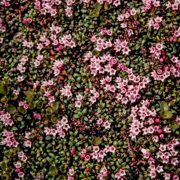 Kalmia procumbens Flower