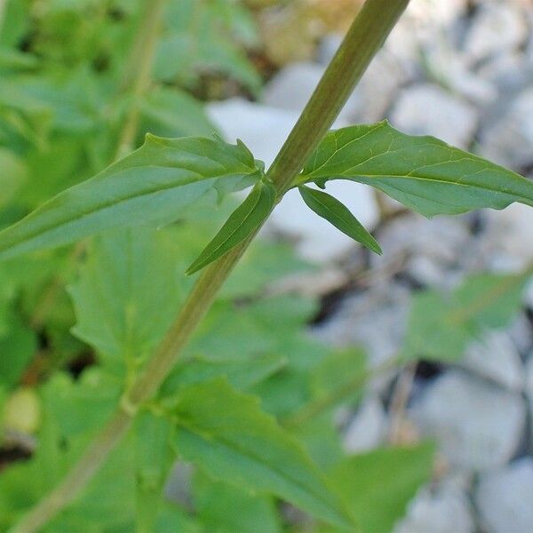 Valeriana tripteris Casca