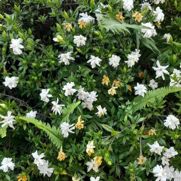 Gardenia jasminoides Blomma