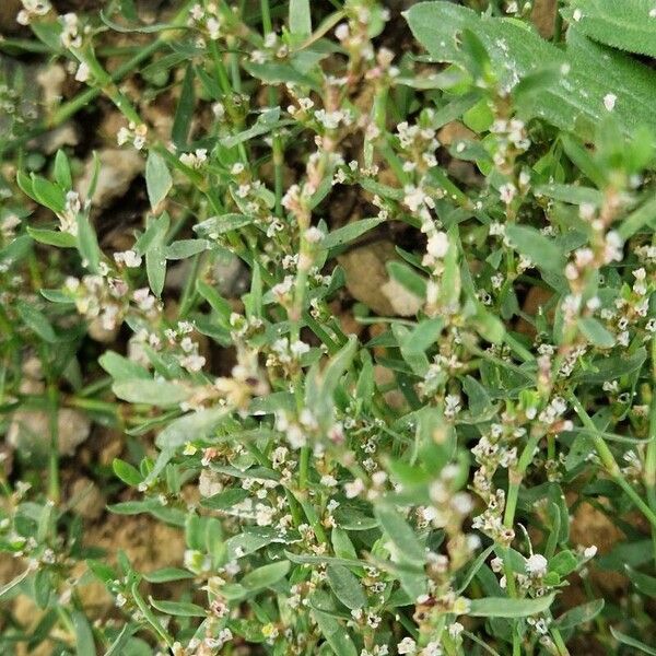 Polygonum aviculare Blad