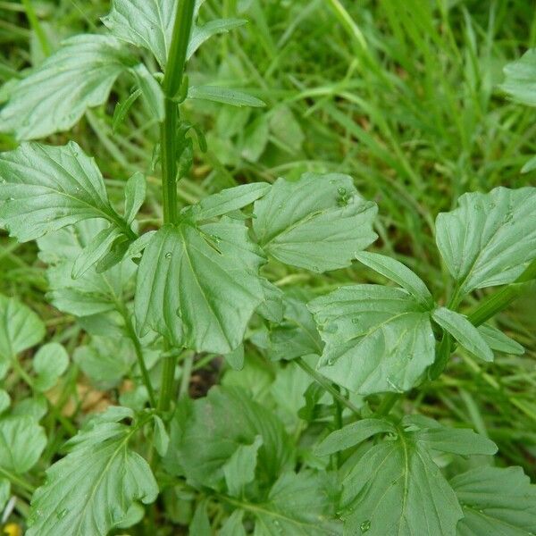 Barbarea vulgaris Fuelha