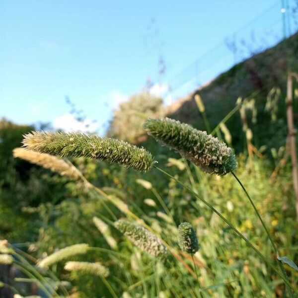 Phalaris aquatica Kukka