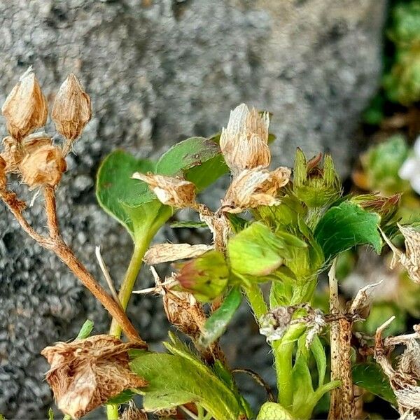 Sibbaldia procumbens Frucht