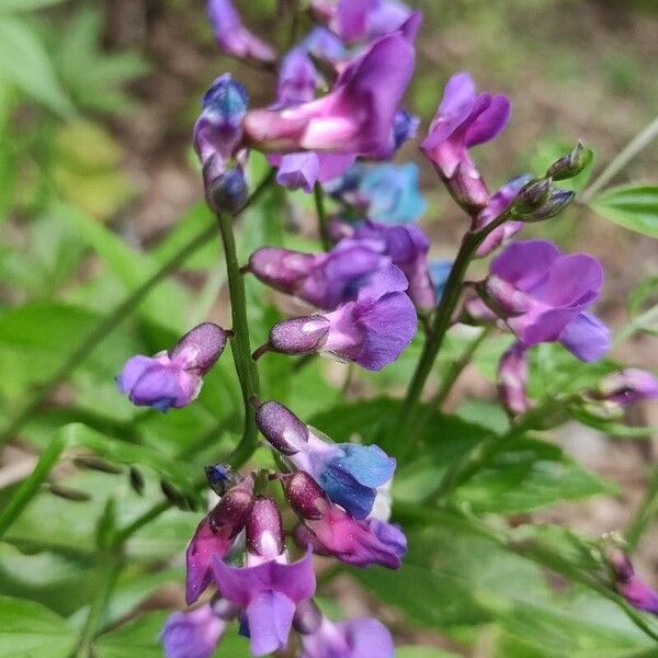 Lathyrus vernus 花